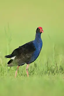 Swamphen: Purple Swamphen - Eastern form of large gallinule