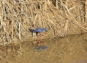 Oysters: Purple Swamphen with oyster