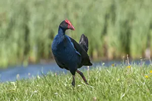 Swamphen: Purple Swamphen (Porphyrio melanotus) stepping