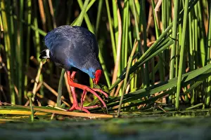 Madagascariensis: Purple Swamphen (Porphyrio porphyrio), Merida, Spain