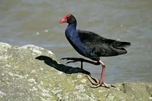 Pukeko: Purple Swamphen / Pukeko