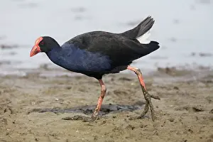 Pukeko: Purple Swamphen / Pukeko
