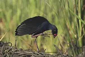 Pukeko: Purple Swamphen / Pukeko - preening, on one leg