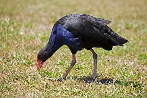 Pukeko: Purple Swamphen / Pukeko / Purple Gallinule