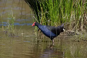 Pukeko: Purple Swamphen / Pukeko in a wetland
