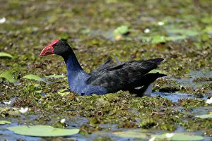 Swamphen: Purple Swamphen - Swimming through floating lake vegetation