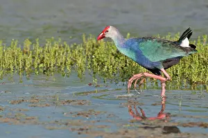 Swamphen: Purple Swamphen - in water - foot raised