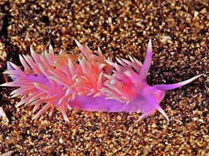 Slug: Purple thread snail (Flabellina affinis), dive site