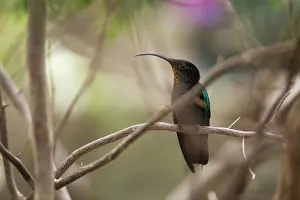 Montserrat: Purple-throated Carib (Eulampis jugularis) on a