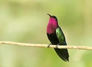 Guadeloupe: Purple-throated Carib (Eulampis jugularis) perc