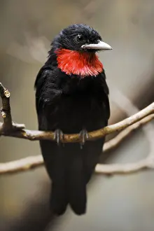 Cotinga: Purple-throated fruitcrow (Querula purpurata), male