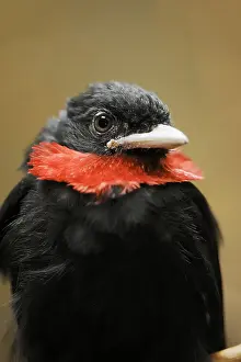 Cotinga: Purple-throated fruitcrow (Querula purpurata), male