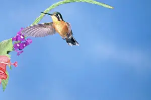 Mountaingem: Purple-throated Mountain Gem