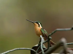 Lampornis: Purple-throated Mountain Gem - female