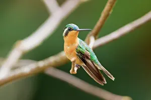 Dota: Purple-throated Mountain-gem (female)