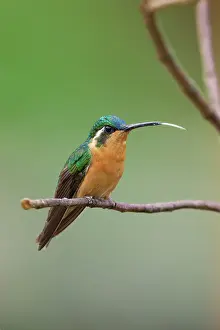 Dota: Purple-throated Mountain-gem (female)