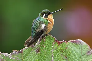Lampornis: Purple-throated Mountain-gem Hummingbird - female