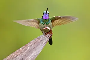 Waterfalls: Purple-throated Mountain-gem, Lampornis calolaemus