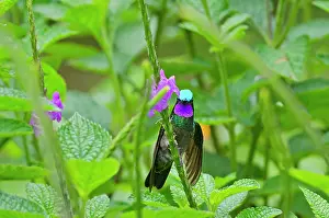 Mountaingem: Purple-throated Mountain-gem or Purple-throated