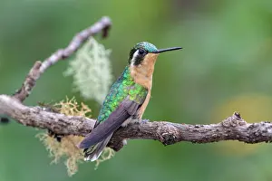 Mountaingem: Purple-throated Mountaingem Hummingbird