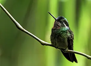 Mountaingem: Purple-throated Mountaingem Hummingbird on tree
