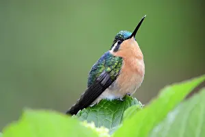 Rican: Purple-throated mountaingem (Lampornis calolaema)