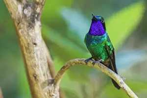 Rests: Purple-throated sunangel rests for a moment in the