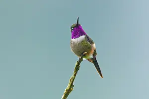 Tandayapa: Purple-throated Woodstar