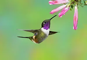 Mitchellii: Purple-throated Woodstar