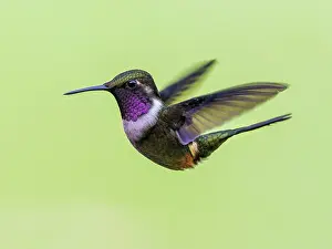 Shade: Purple-throated Woodstar (Calliphlox mitchelli)
