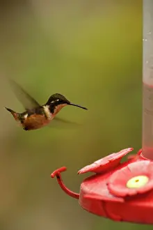 Humid: Purple-throated Woodstar (Calliphlox mitchellii)