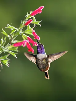Ecuadorian: Purple-throated woodstar (Calliphlox mitchellii)