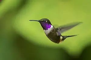 110119: Purple-throated Woodstar (Calliphlox mitchellii)