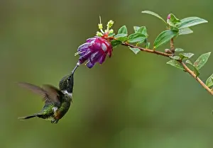 Woodstar: Purple-throated Woodstar, hummingbird, Las Tangaras