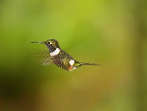 Mitchellii: Purple-throated Woodstar (hummingbird) - Male in flight