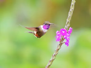 Mitchellii: Purple Throated Woodstar - male at flower Callip