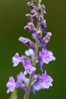 Linaria: Purple Toadflax