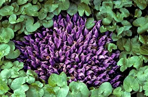 Lathraea: Purple Toothwort