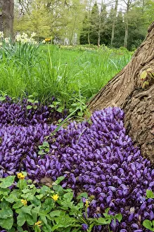Root: Purple toothwort, Lathraea cladestina, Purple subject