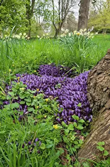 Root: Purple toothwort, Lathraea cladestina, Purple subject
