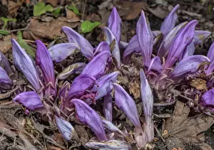 Holoparasitic: Purple toothwort, Lathraea clandestina in flower