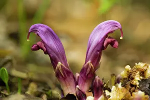 Lathraea: Purple toothwort - parasitic on poplars and other trees