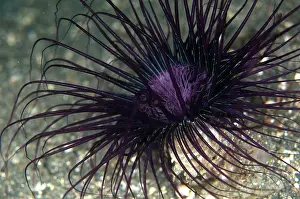 Cerianthus: Purple Tube Anemone TK1 dive site, Lembeh Straits