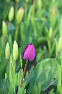Tulip: Purple Tulip