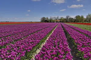 Polder: Purple tulip (Tulipa sp) field, Noordoostpolder