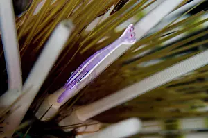 Spine: Purple Urchin Shrimp