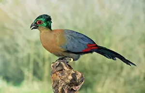 Tauraco: Purple / Violet Crested Turaco - sub species