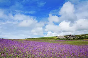 Bugloss: Purple Viper's Bugloss - Boscregan Farm