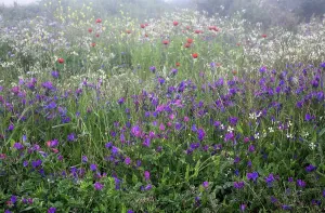 Bugloss: Purple viper's bugloss, Echium plantagineum with