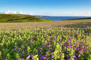 Blueweed: Purple Viper's Bugloss / Paterson's Curse